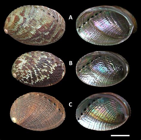 dating mollusc shells